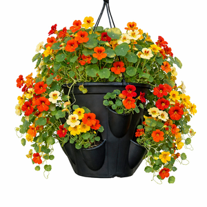 Sat May 23  Nasturtium Pocket Pot 260523101